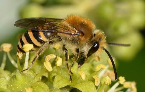 Colletes hederae